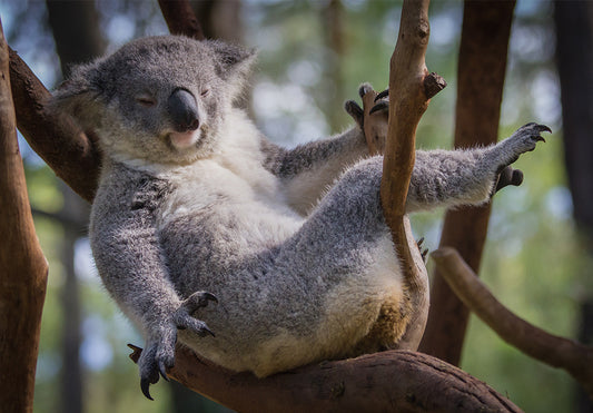 Green Friday: all purchases helping to fight our bushfires